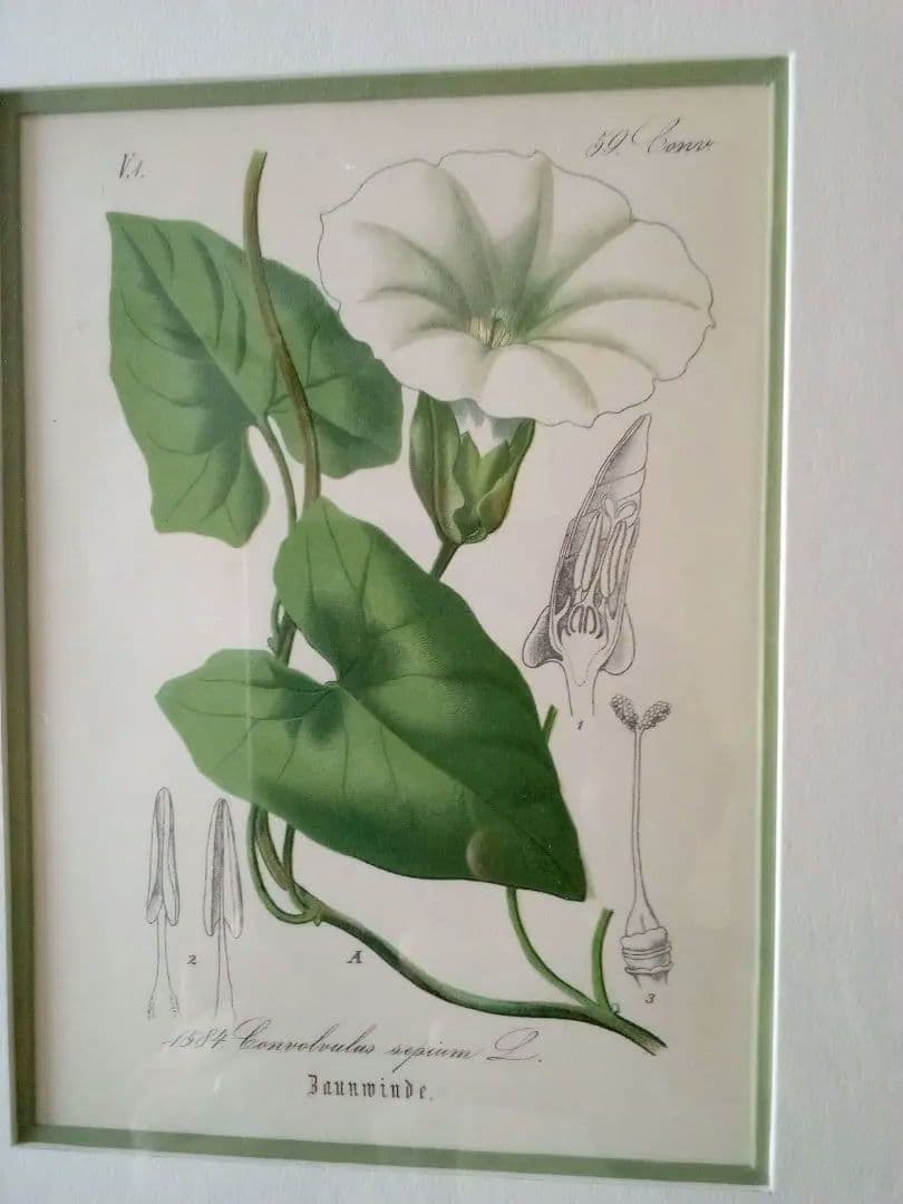 ドイツ ボタニカル画 石版画 (クロモリトグラフ) の額装品