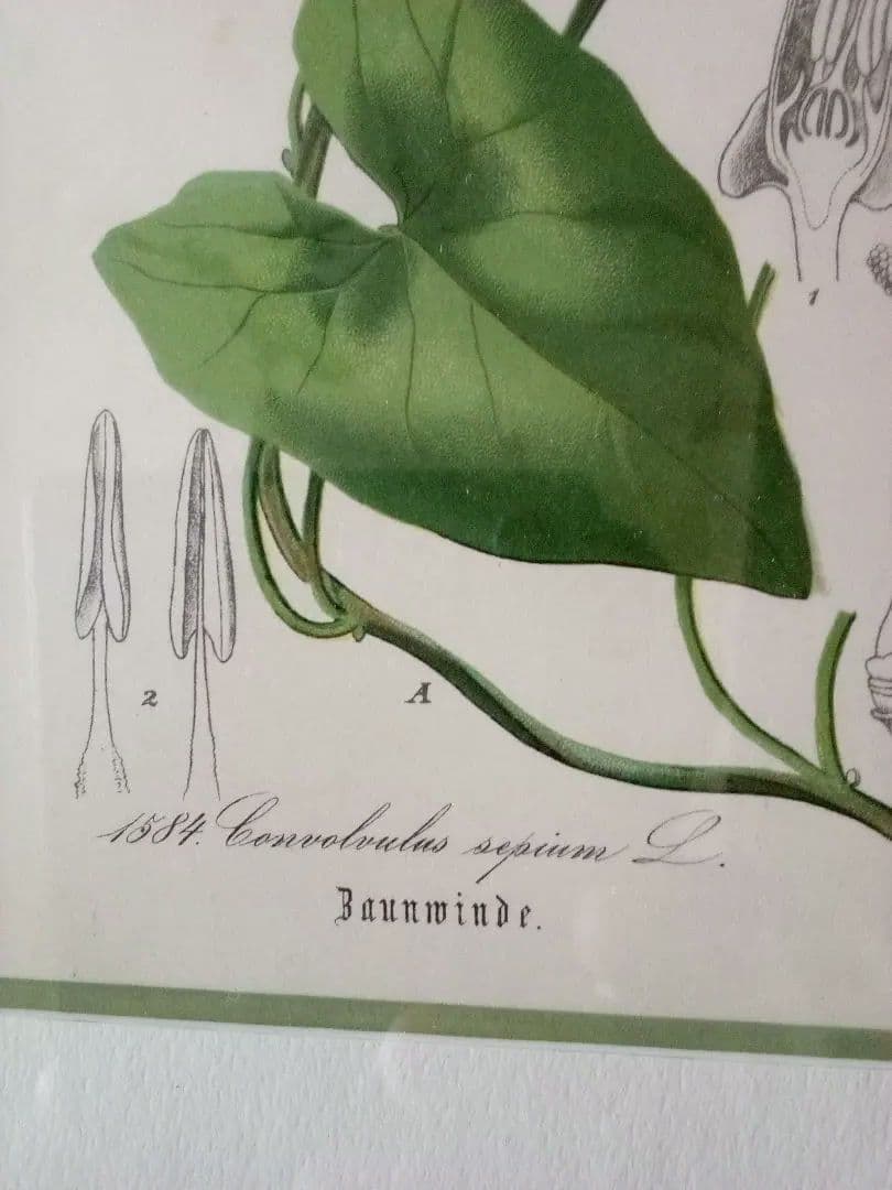 ドイツ ボタニカル画 石版画 (クロモリトグラフ) の額装品