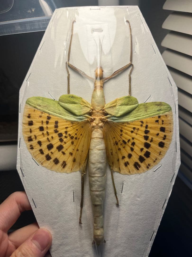 【150mm】センスオオトビナナフシ 昆虫標本　コノハムシ　標本