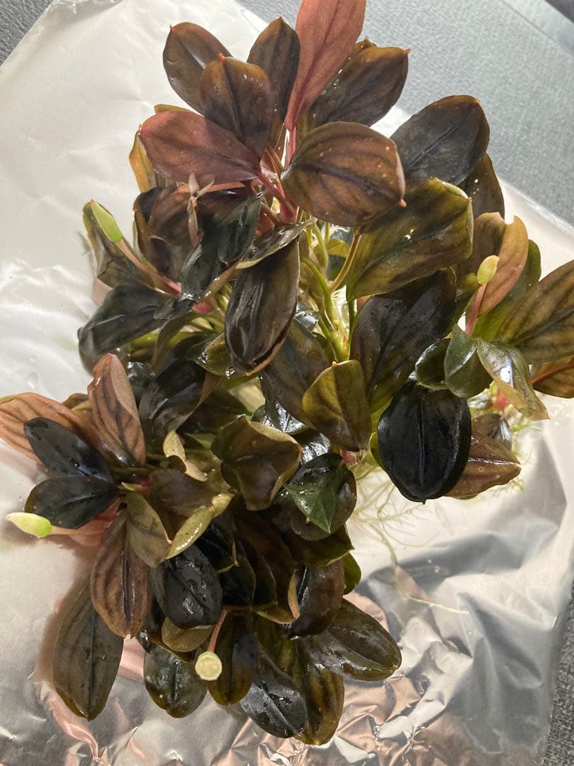 Bucephalandra ブセファランドラ　群生株　水中葉