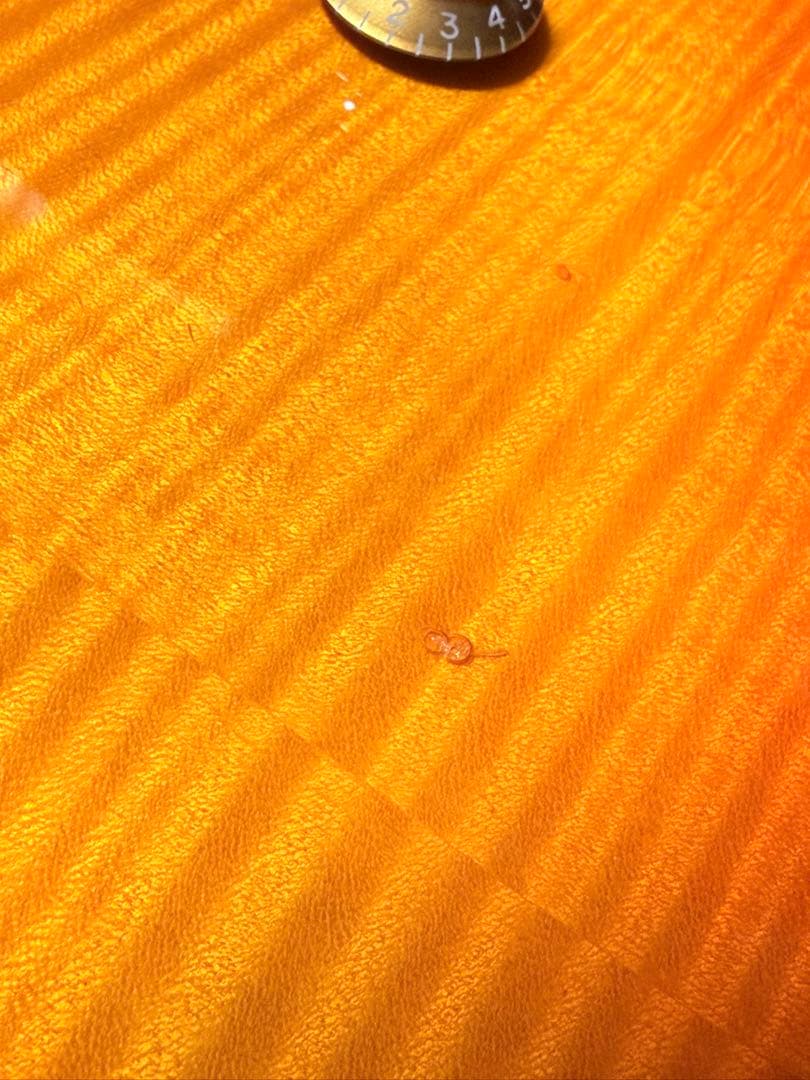 edwards E-LP 2000年代初期シリアル無しモデル　国産レスポール