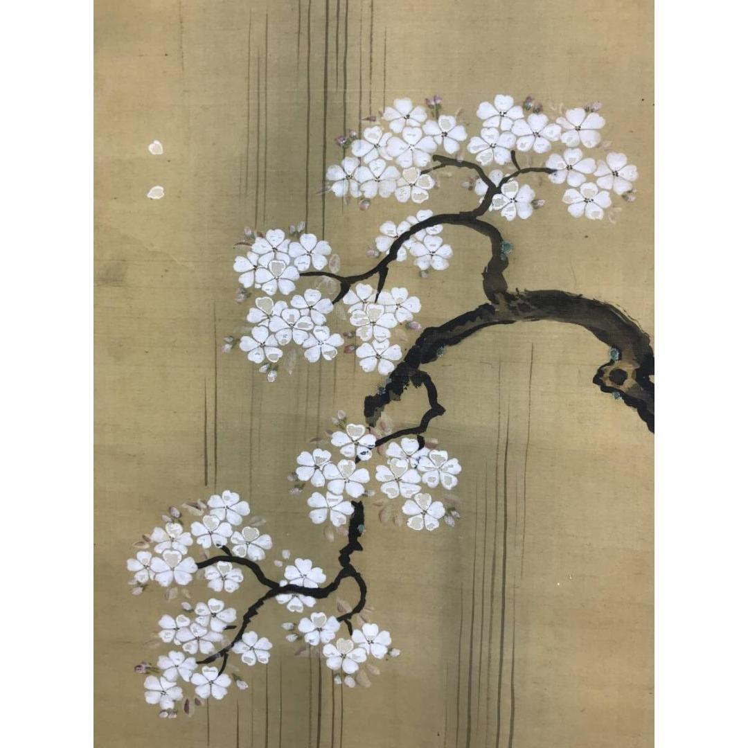 真作/狩野伊川院/滝昇鯉図/桜図/鯉図/コイ図/掛軸☆宝船☆AK-309