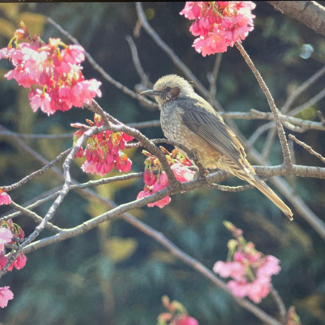 トヨビューG Canon EOS マウント カメラで撮影可ニッコール150㍉追加