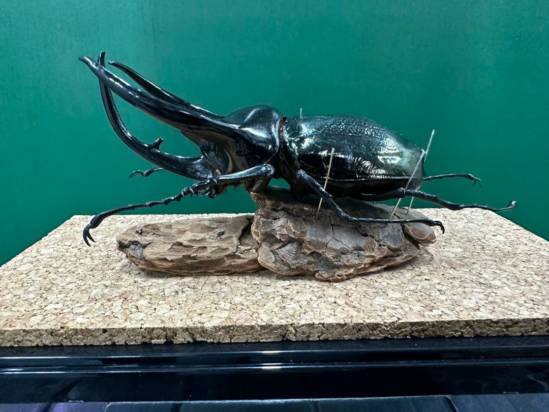 スマトラコーカサスオオカブト 120mm 標本