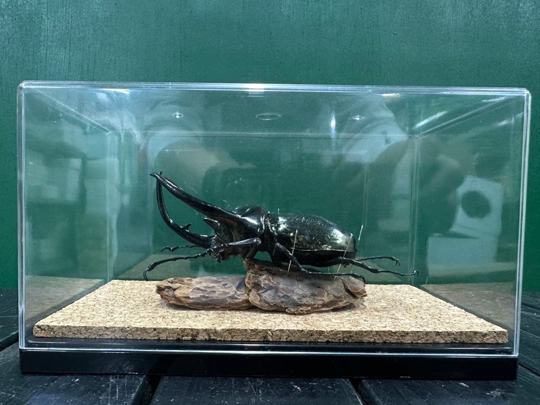 スマトラコーカサスオオカブト 120mm 標本