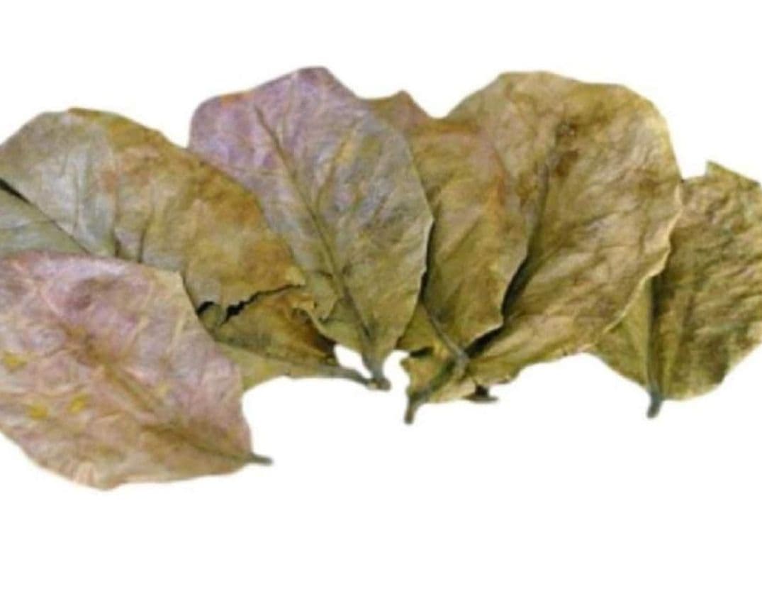 大小様々　無農薬マジックリーフ　天然ももたまな葉　　1200枚