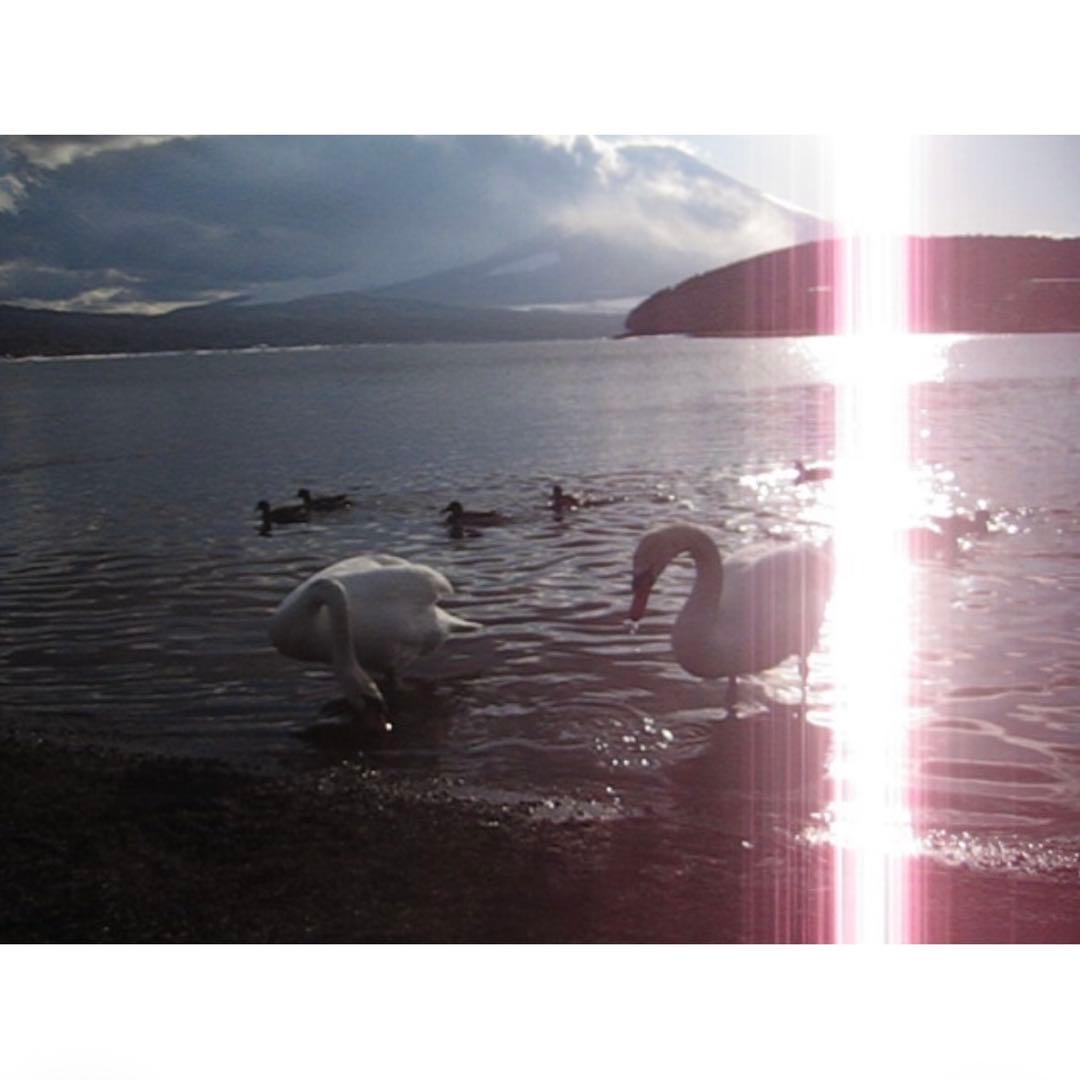 Canon IXY DIGITAL 50 キャノン　デジカメ　コンデジ