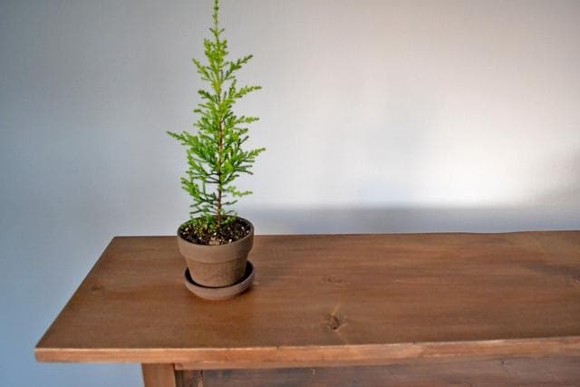 ソファ・ベンチ Antique Bench 120