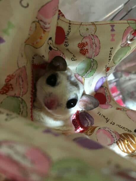 モモンガハウス(スイーツ柄Ver.5)茶ドット春(夏)秋仕様 小サイズ1850円