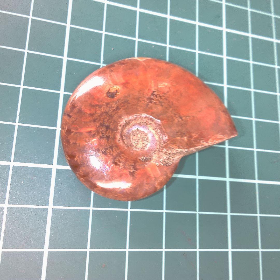 小物１ アンモナイト化石