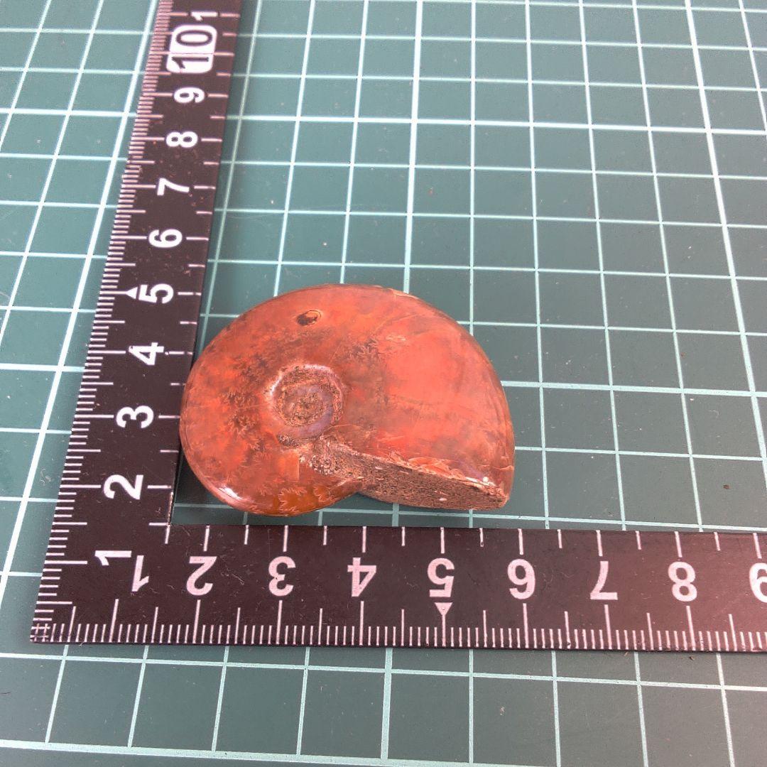 小物１ アンモナイト化石