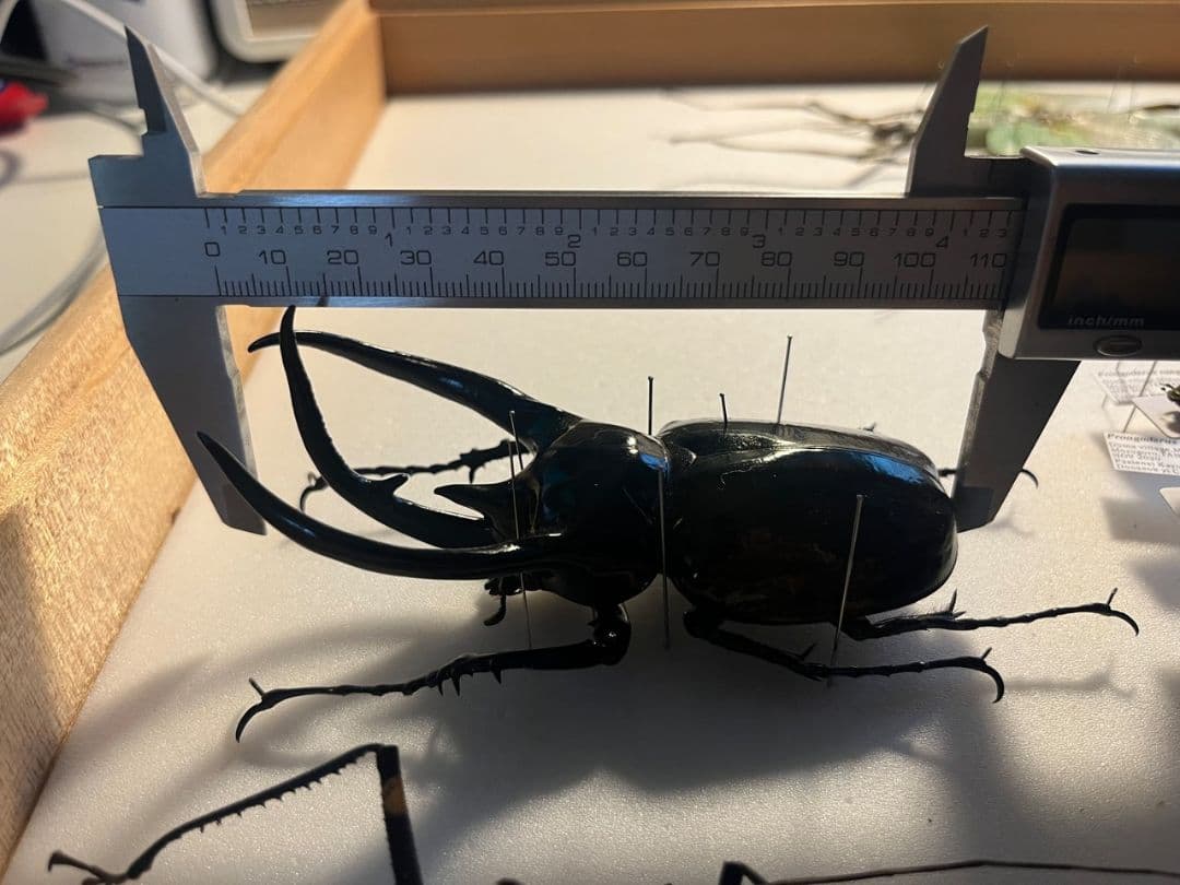 【111mm】コーカサスオオカブト Chalcosoma　カブトムシ標本