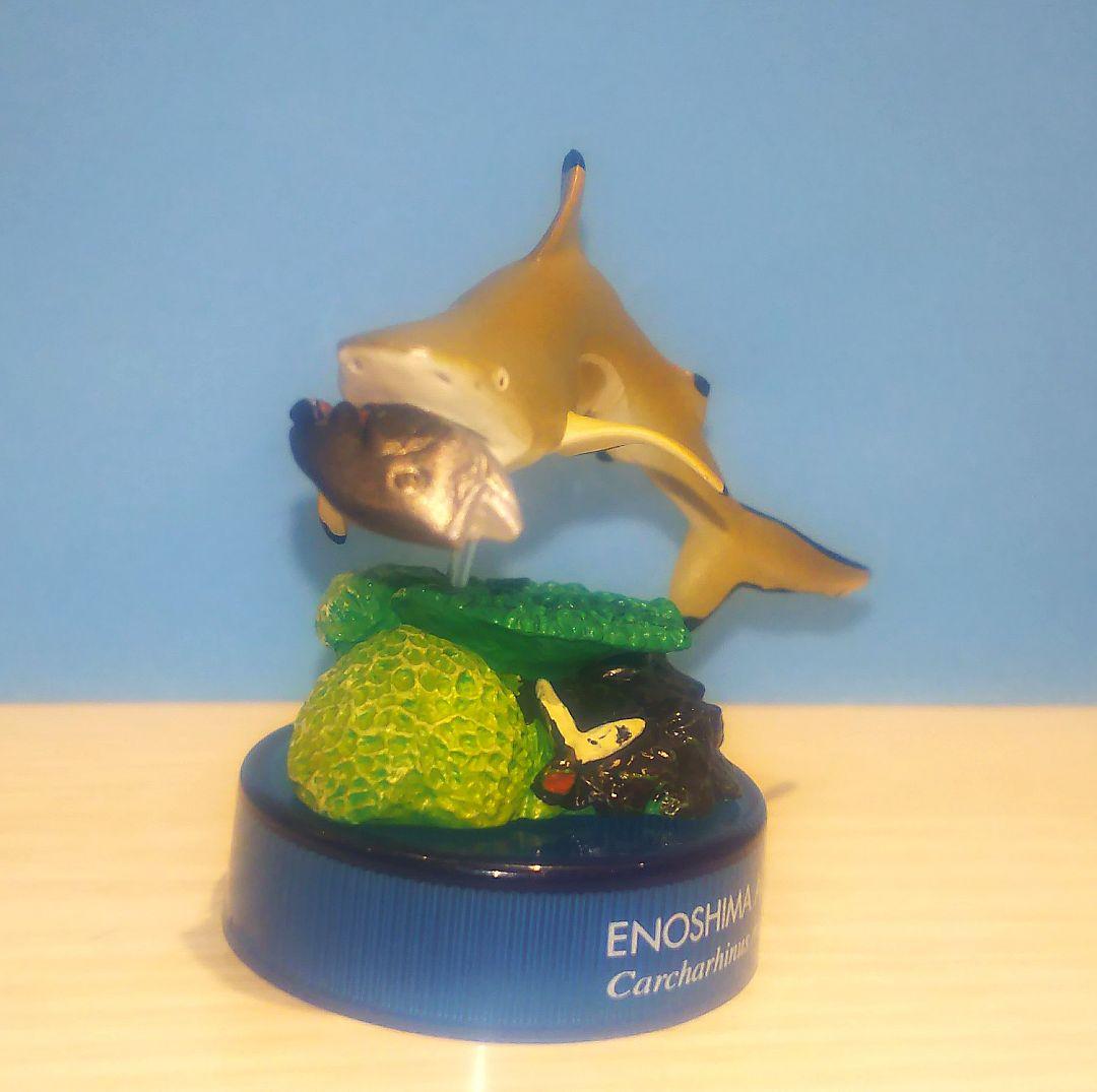 ツマグロ 新江ノ島水族館への誘い