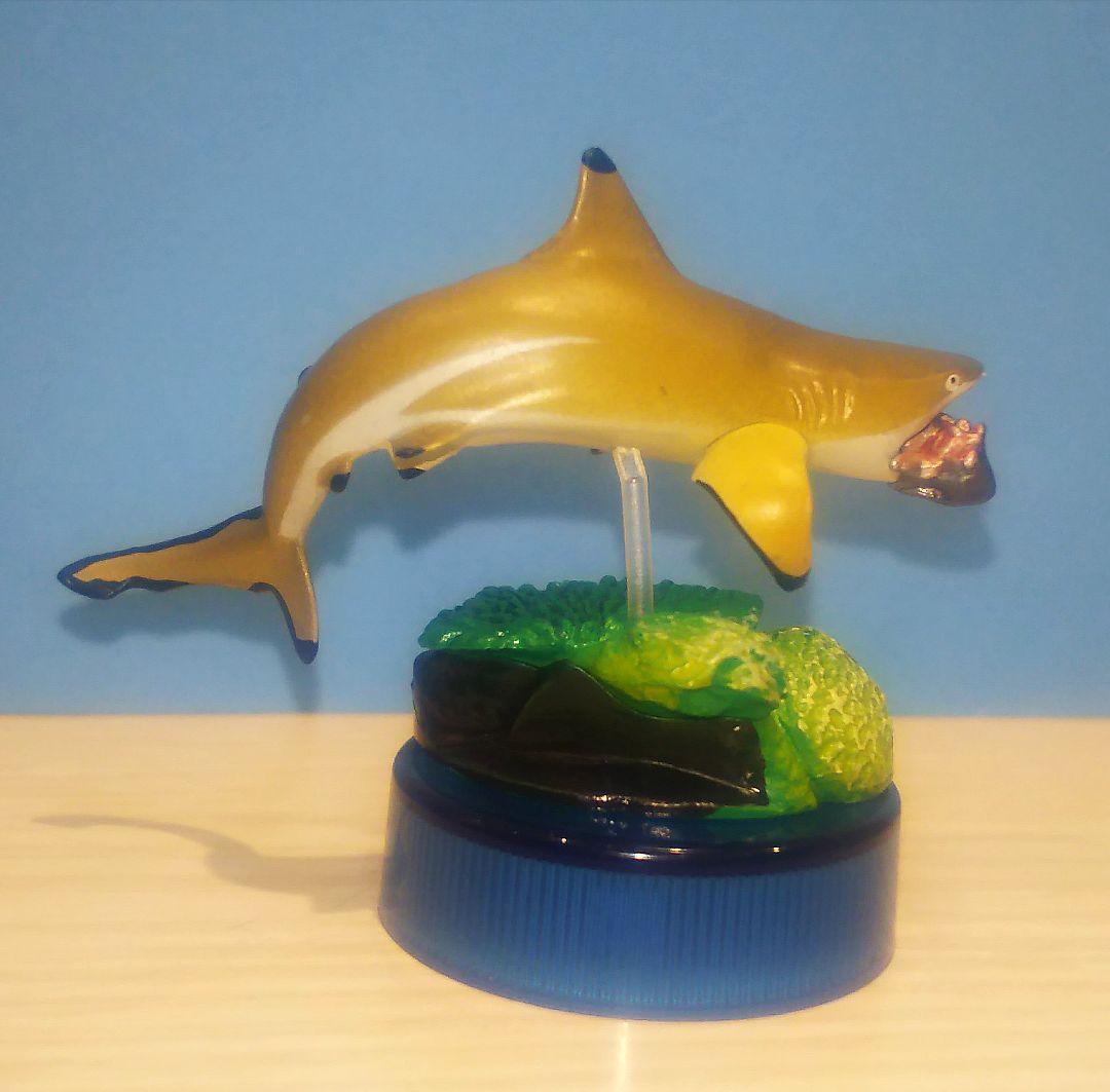 ツマグロ 新江ノ島水族館への誘い