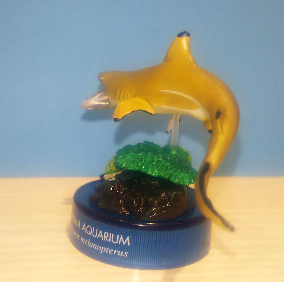 ツマグロ 新江ノ島水族館への誘い