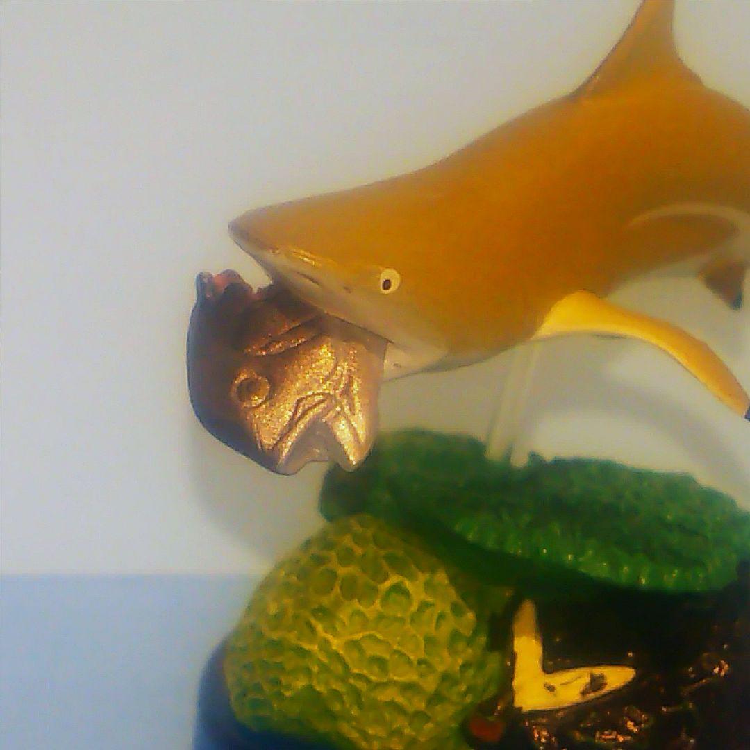 ツマグロ 新江ノ島水族館への誘い