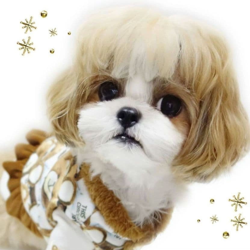 ToyBear ベスト＆room wareワンピ　サーカスサーカスcircus