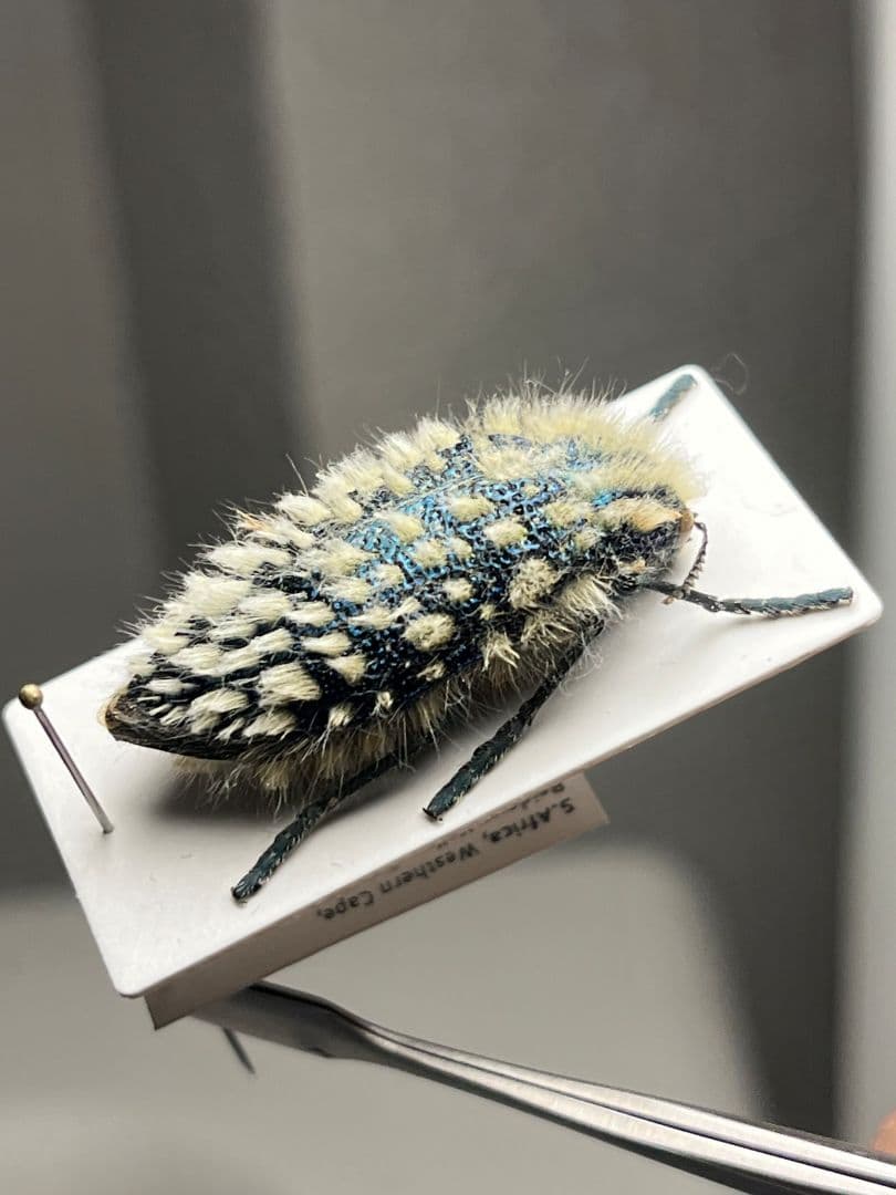 【剛毛】ムラサキケブカフトタマムシ スハンダエ プラチナコガネ コブハムシ