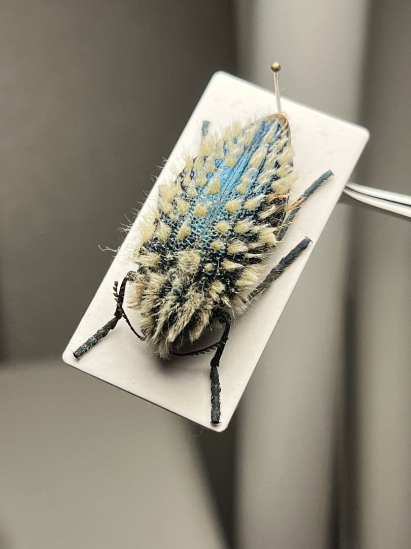 【剛毛】ムラサキケブカフトタマムシ スハンダエ プラチナコガネ コブハムシ