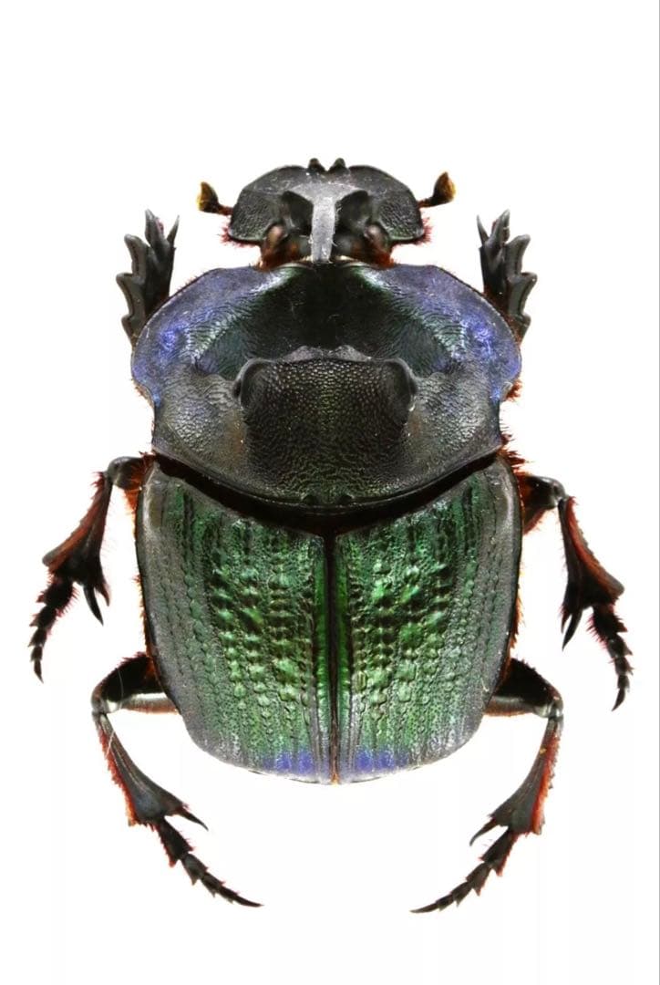 ランキフェルオオニジダイコクコガネ　大型ペア　標本