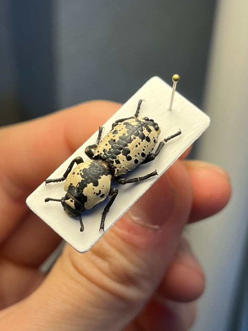 【21mm】シロマダラコブゴミムシダマシ 昆虫標本 Zopherus ゾウムシ