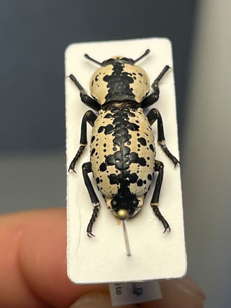 【21mm】シロマダラコブゴミムシダマシ 昆虫標本 Zopherus ゾウムシ