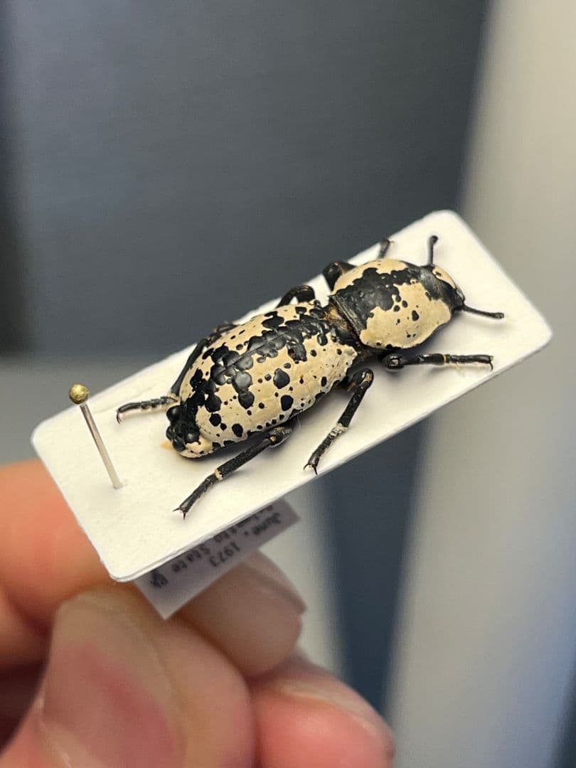 【21mm】シロマダラコブゴミムシダマシ 昆虫標本 Zopherus ゾウムシ