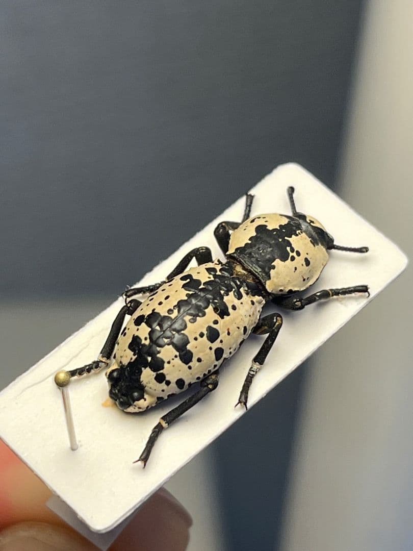 【21mm】シロマダラコブゴミムシダマシ 昆虫標本 Zopherus ゾウムシ