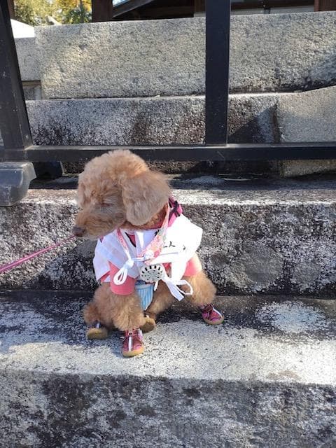 ペット用お遍路白衣三点セット　Мまで