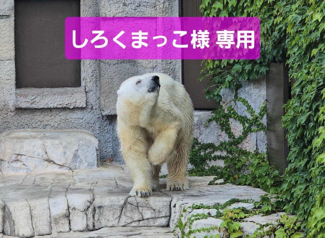しろくまっこ ①