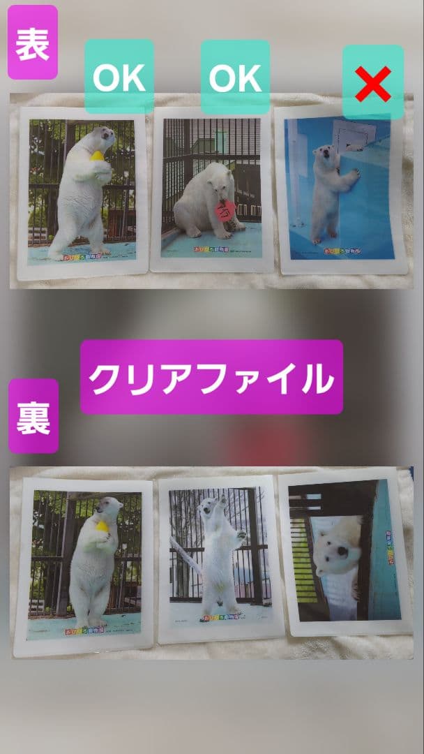 しろくまっこ ①