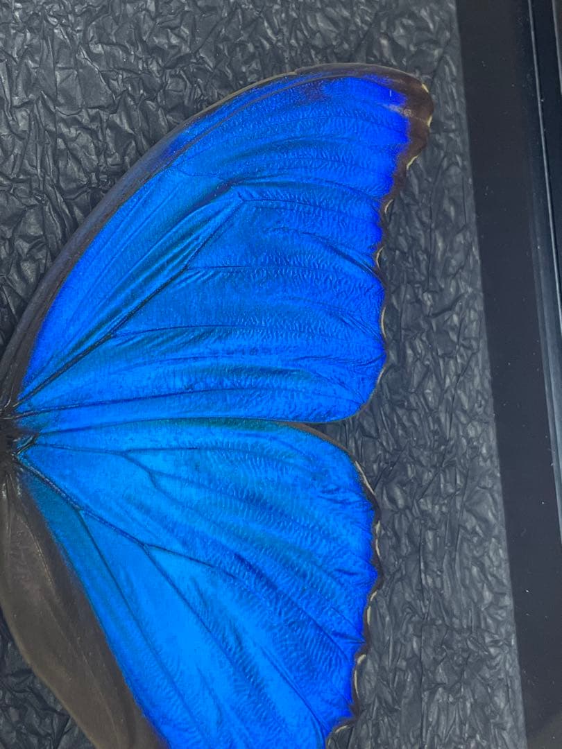 大型モルフォ蝶 標本 背景エンボス加工