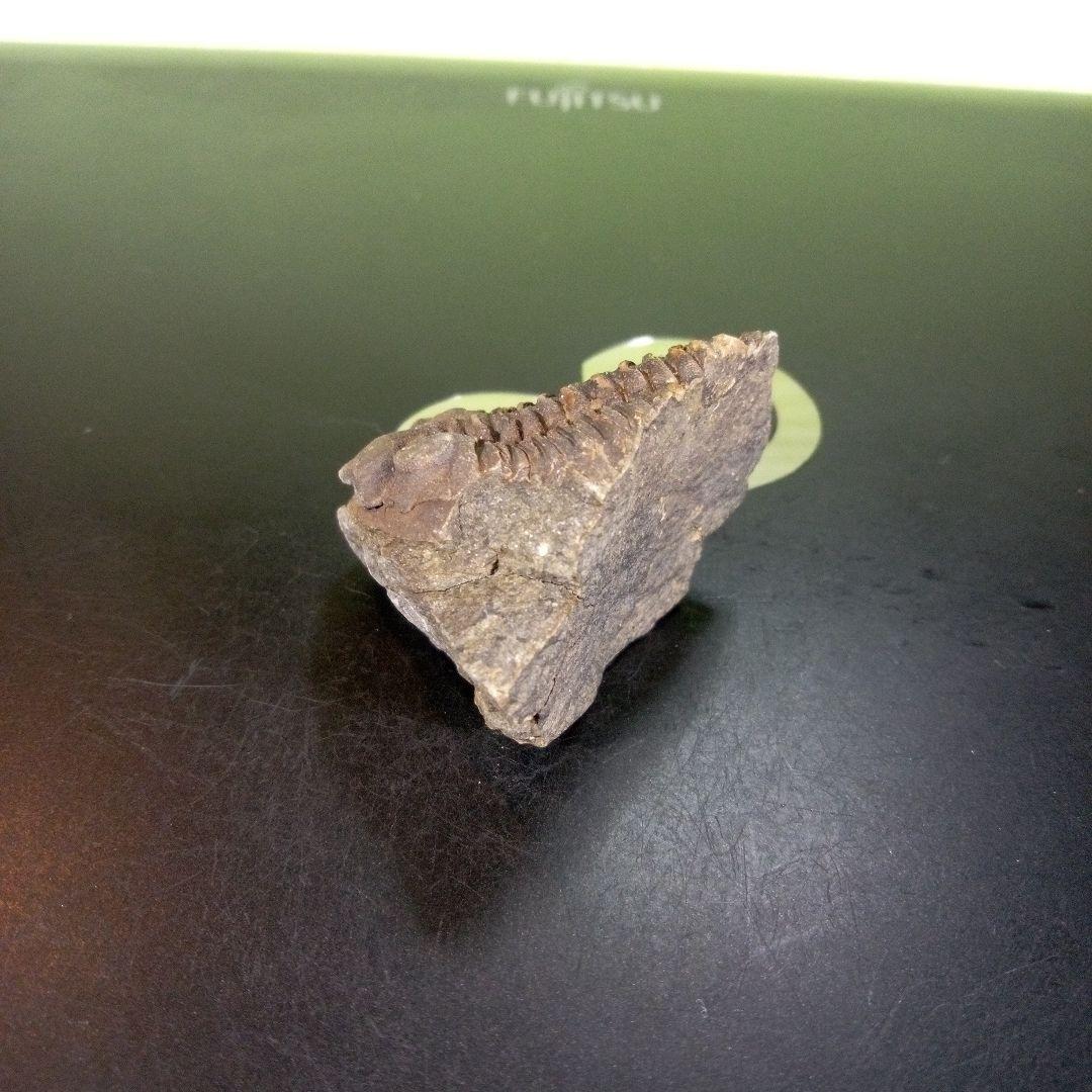 三葉虫　化石　ボリビア産　南アメリカ　trilobite　南米産fossil⑧