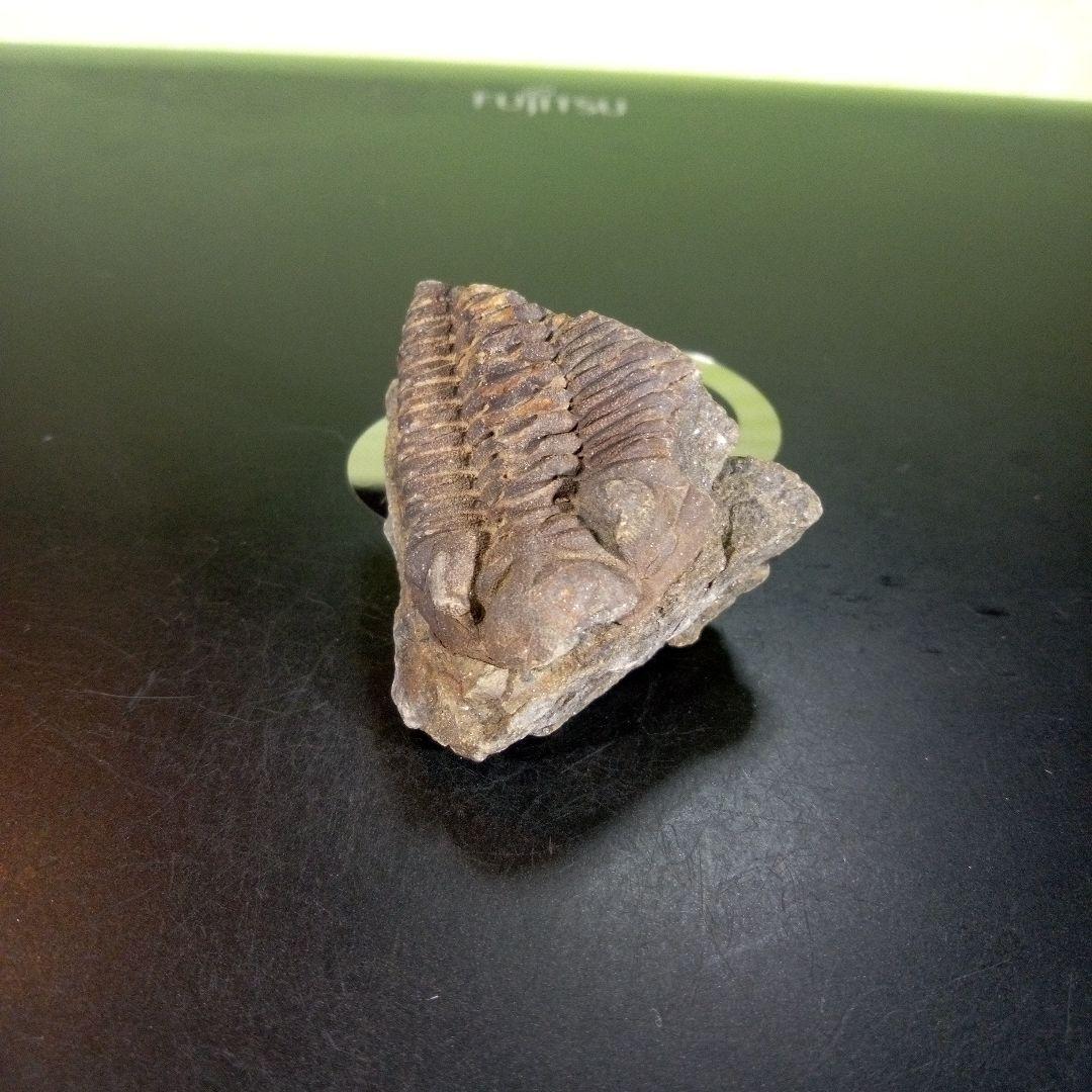 三葉虫　化石　ボリビア産　南アメリカ　trilobite　南米産fossil⑧