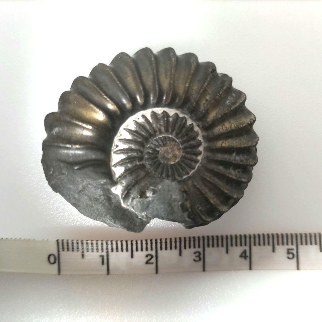 黄鉄鉱化アンモナイト 化石