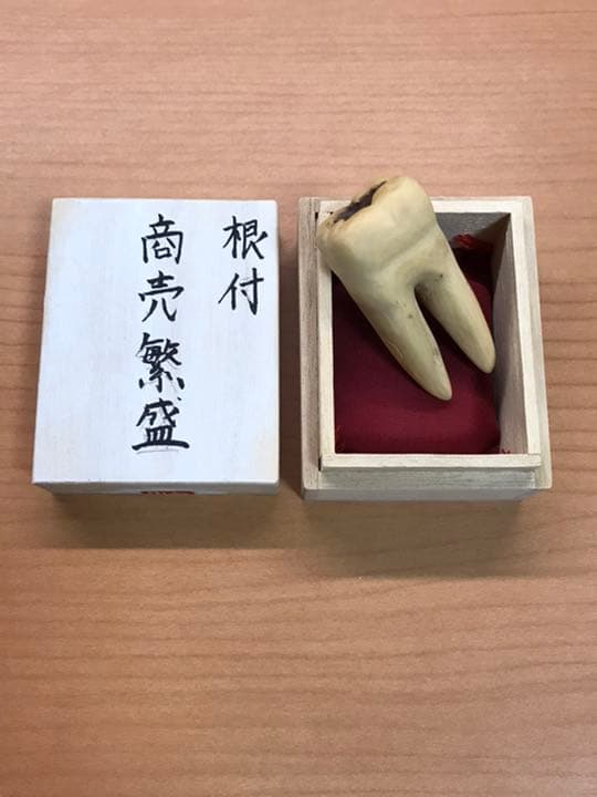根付サンプル　虫歯　銘:貞道