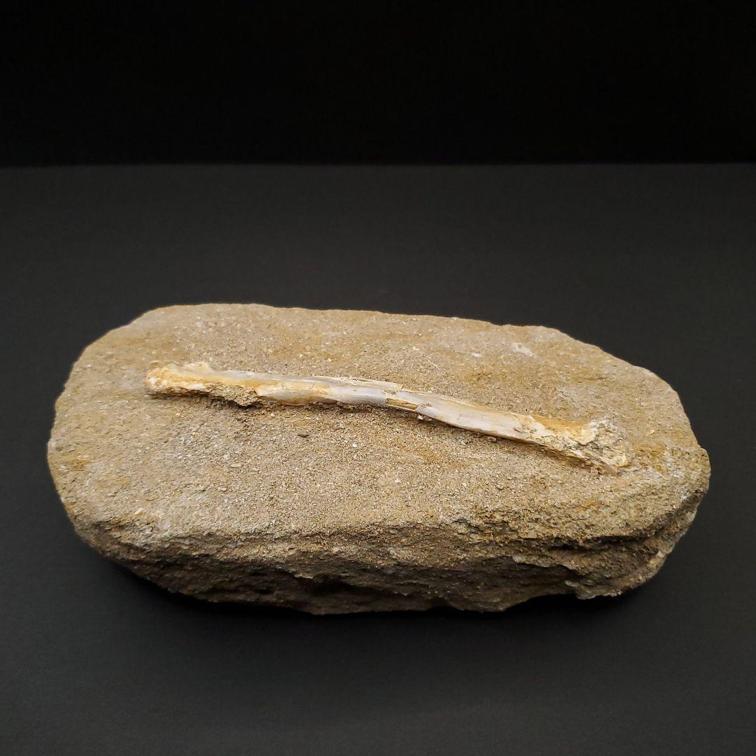 希少 アルシオーネ 骨 化石 本物 モロッコ産 170.29mm yk8