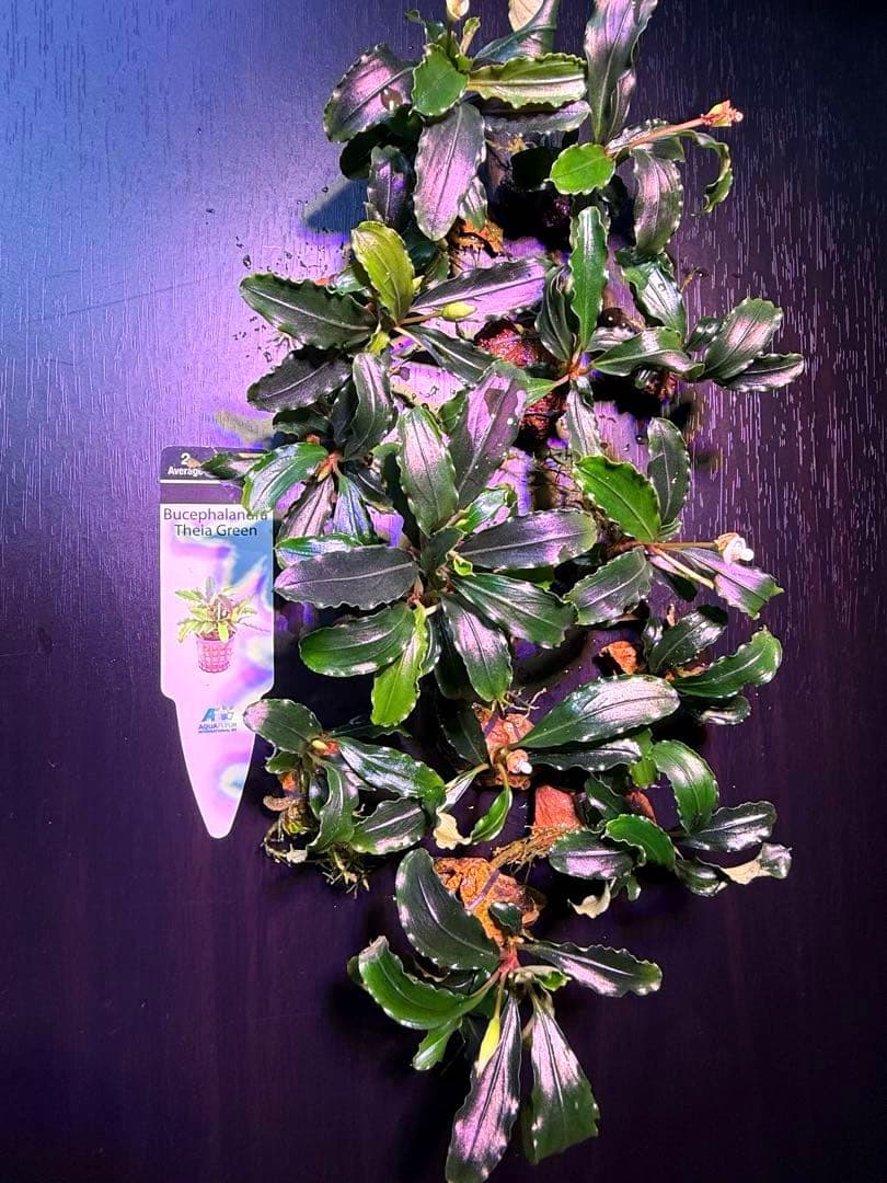 ※専用セット　ブセファランドラ【ティアグリーン】