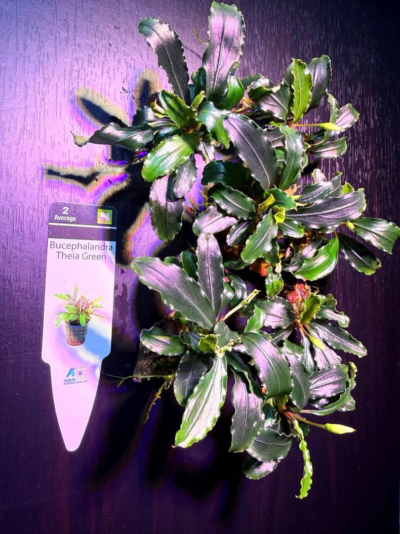 ※専用セット　ブセファランドラ【ティアグリーン】