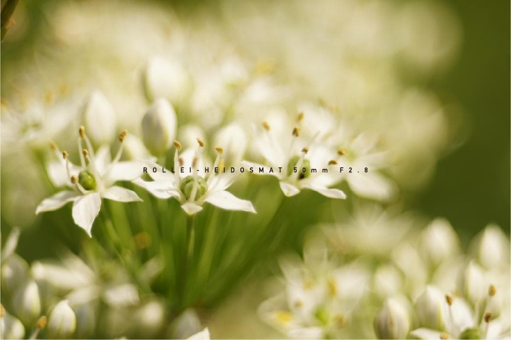 ROLLEI-HEIDOSMAT 50mm F2.8 ローライ M42マウント