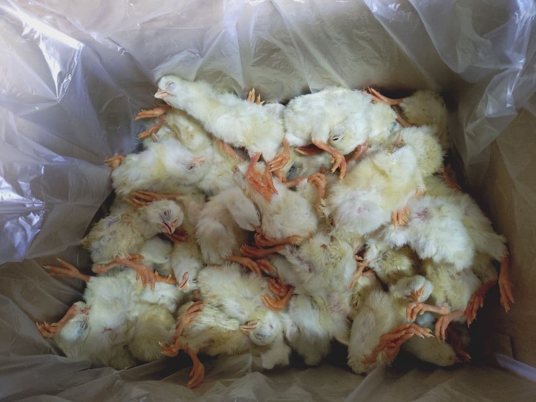 送料無料　冷凍ヒヨコ300匹
