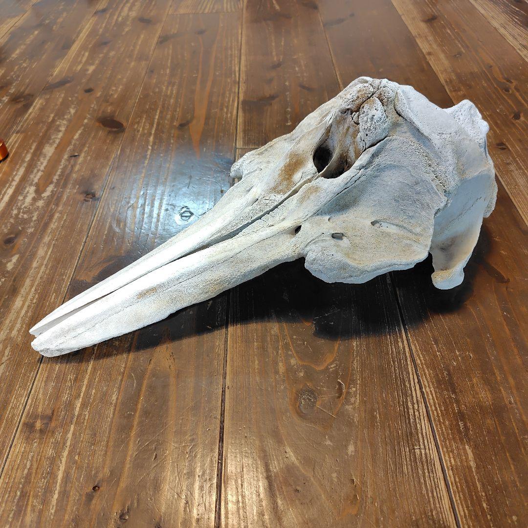 イルカの頭骨標本 52cm