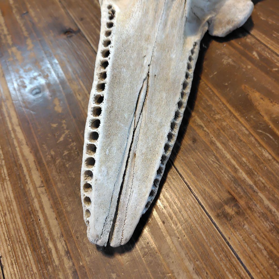 イルカの頭骨標本 52cm
