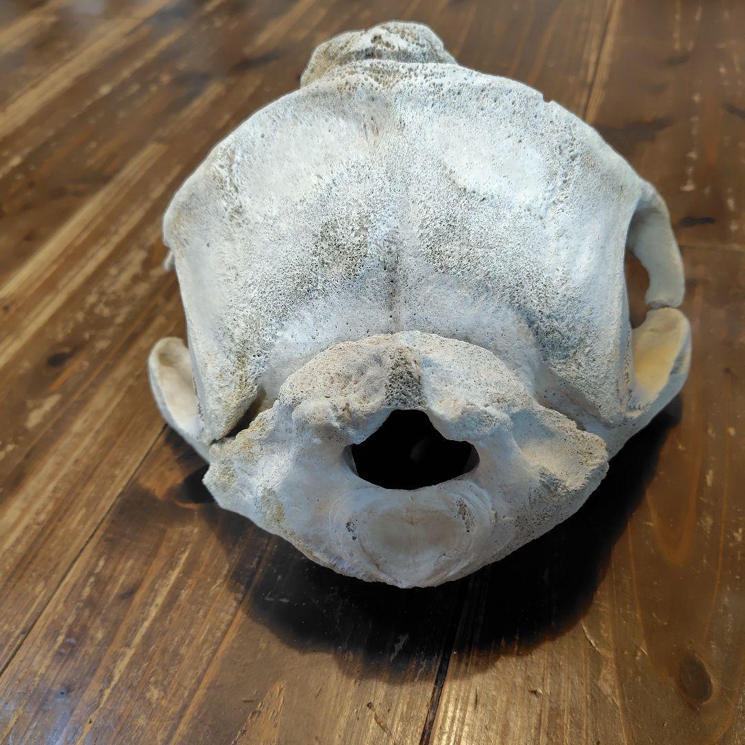 イルカの頭骨標本 52cm