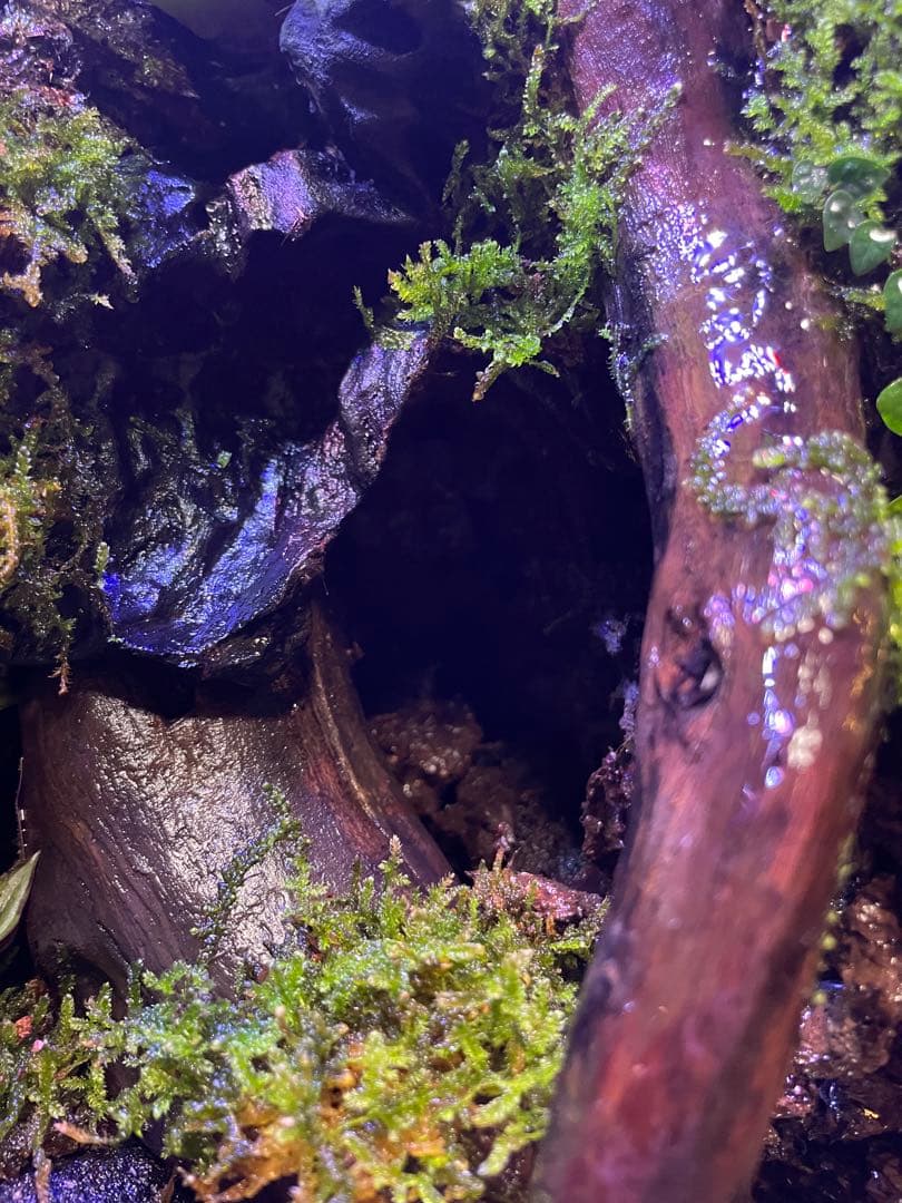 湧き水の流れるアクアテラリウム