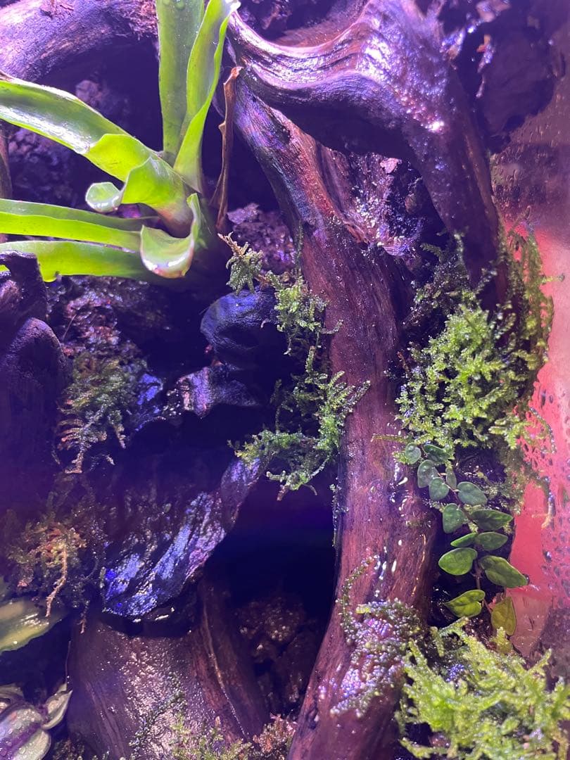 湧き水の流れるアクアテラリウム