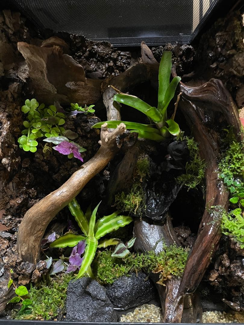 湧き水の流れるアクアテラリウム