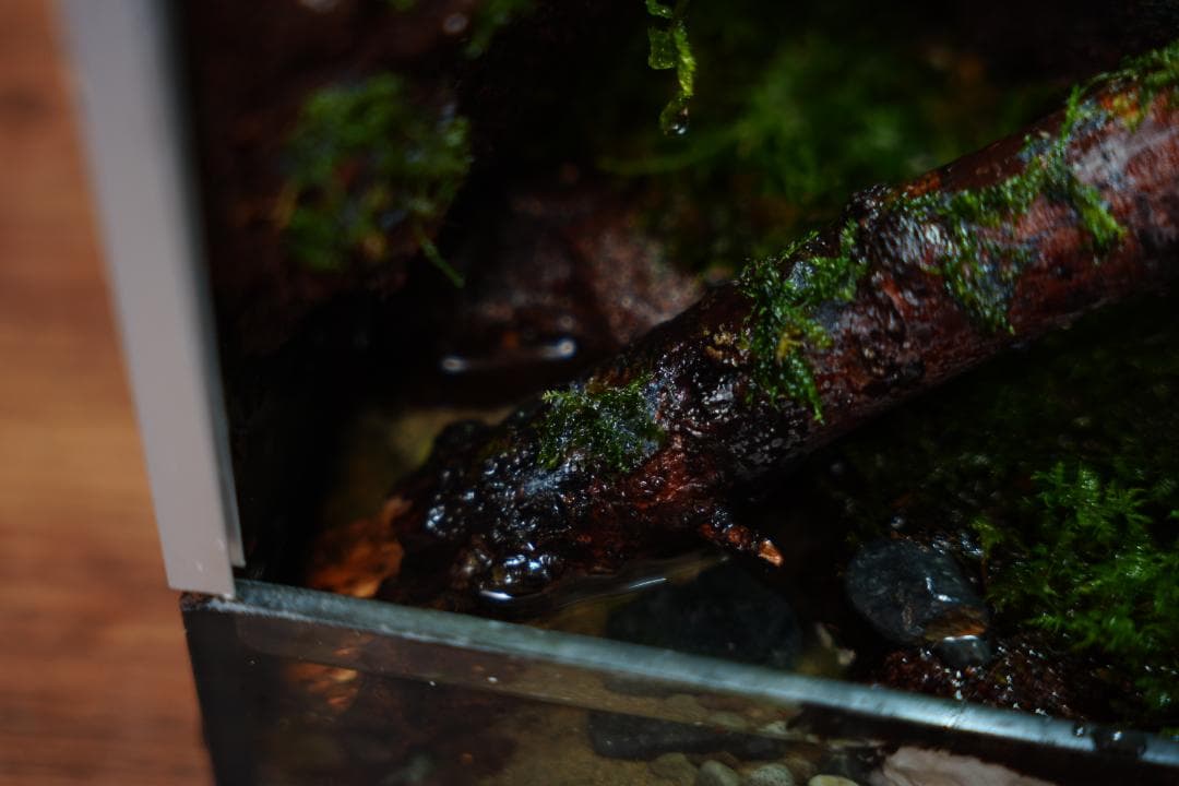 【完成品】雨が降る森のアクアテラリウム