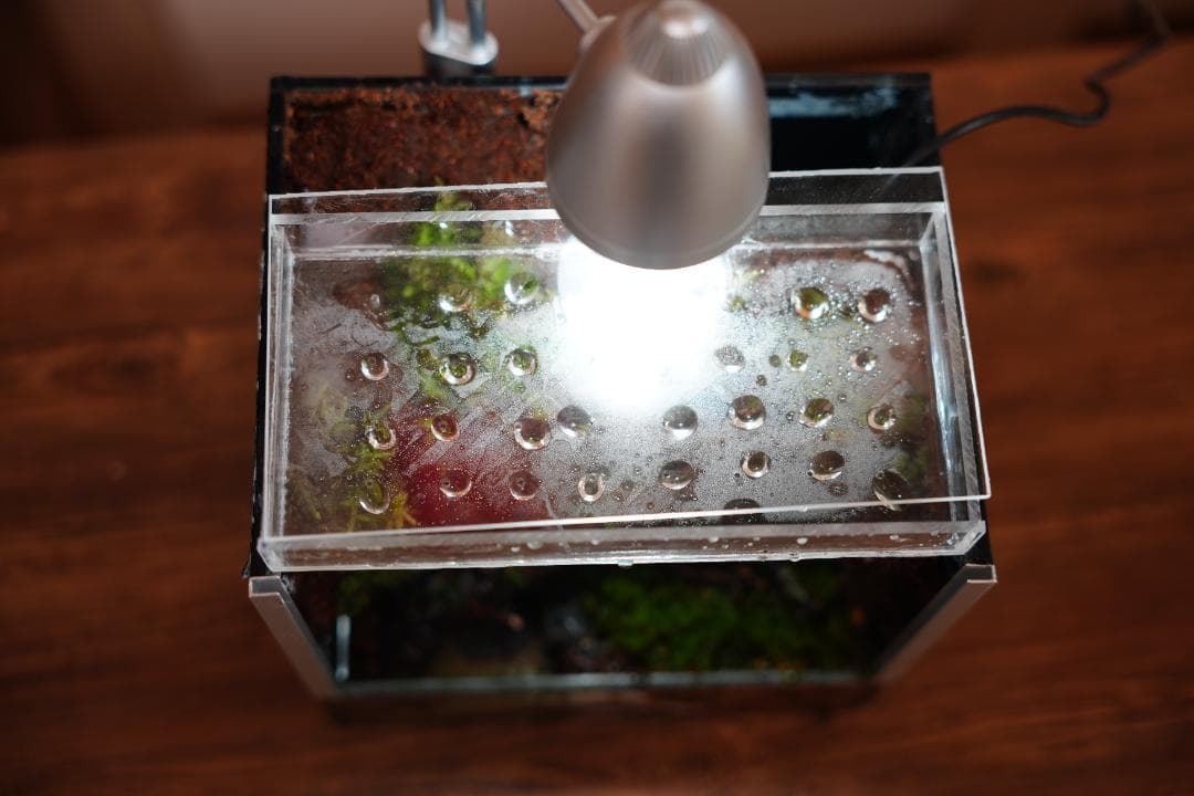 【完成品】雨が降る森のアクアテラリウム