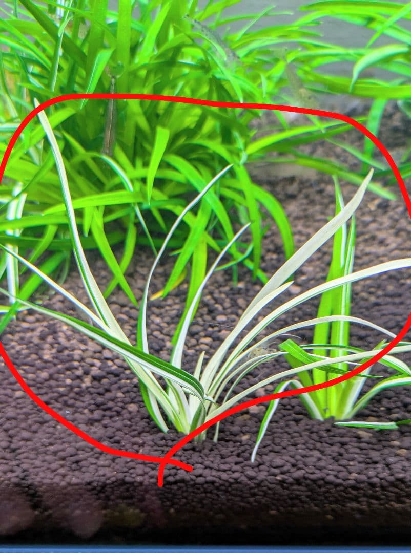 【超希少】 ホシクサ・クチホワイト 水中葉1株 　おまけ付き